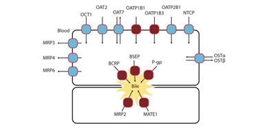 Transporter inhibition